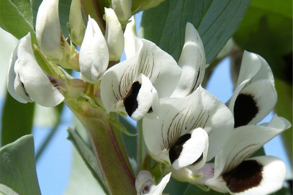 broad bean flowering plant