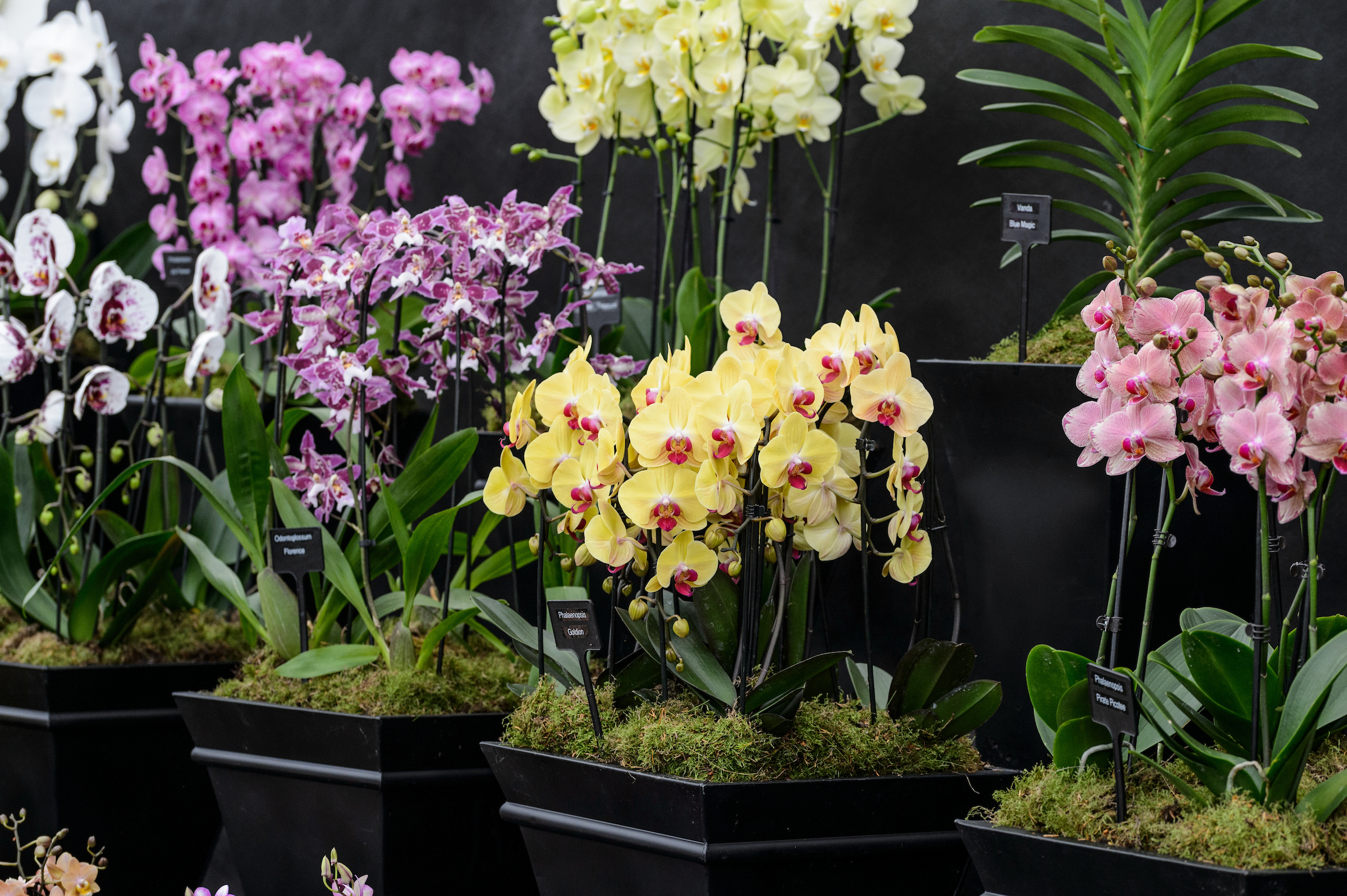 Laurence Hobbs Orchids Stand