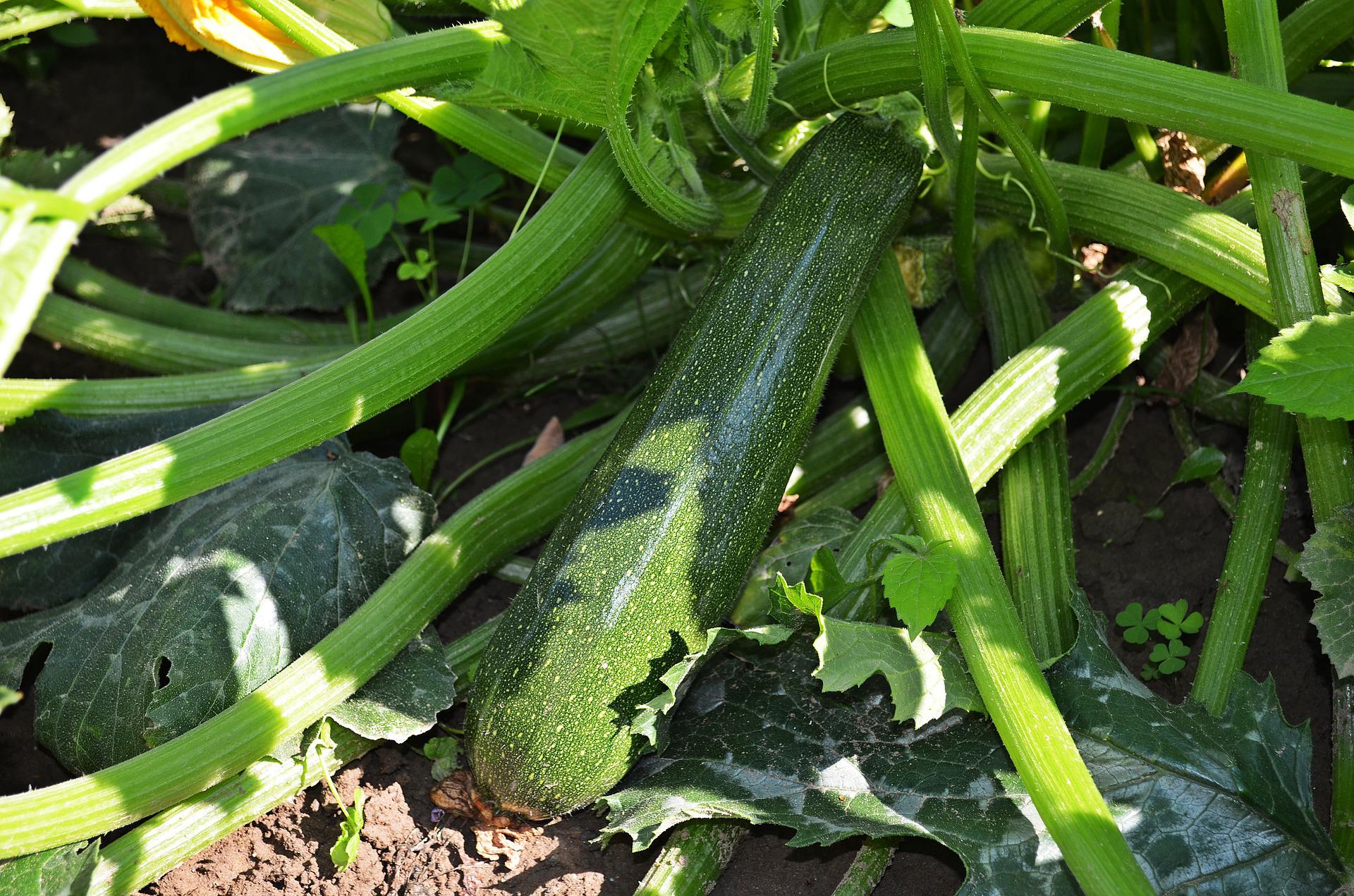 courgette-g671625a9a_1920