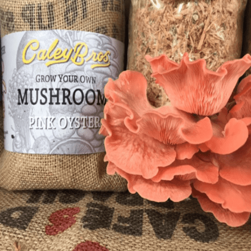 GWAF - whats on - mushrooms2