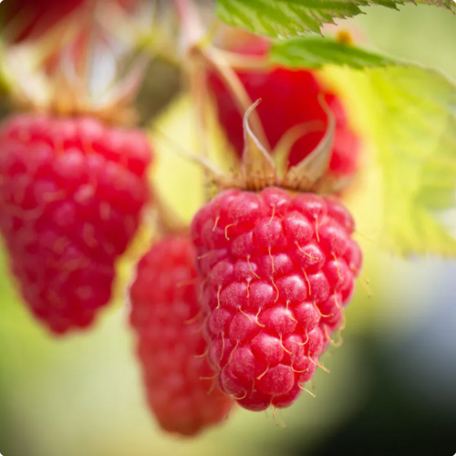 Blog post pods - XMAS raspberries