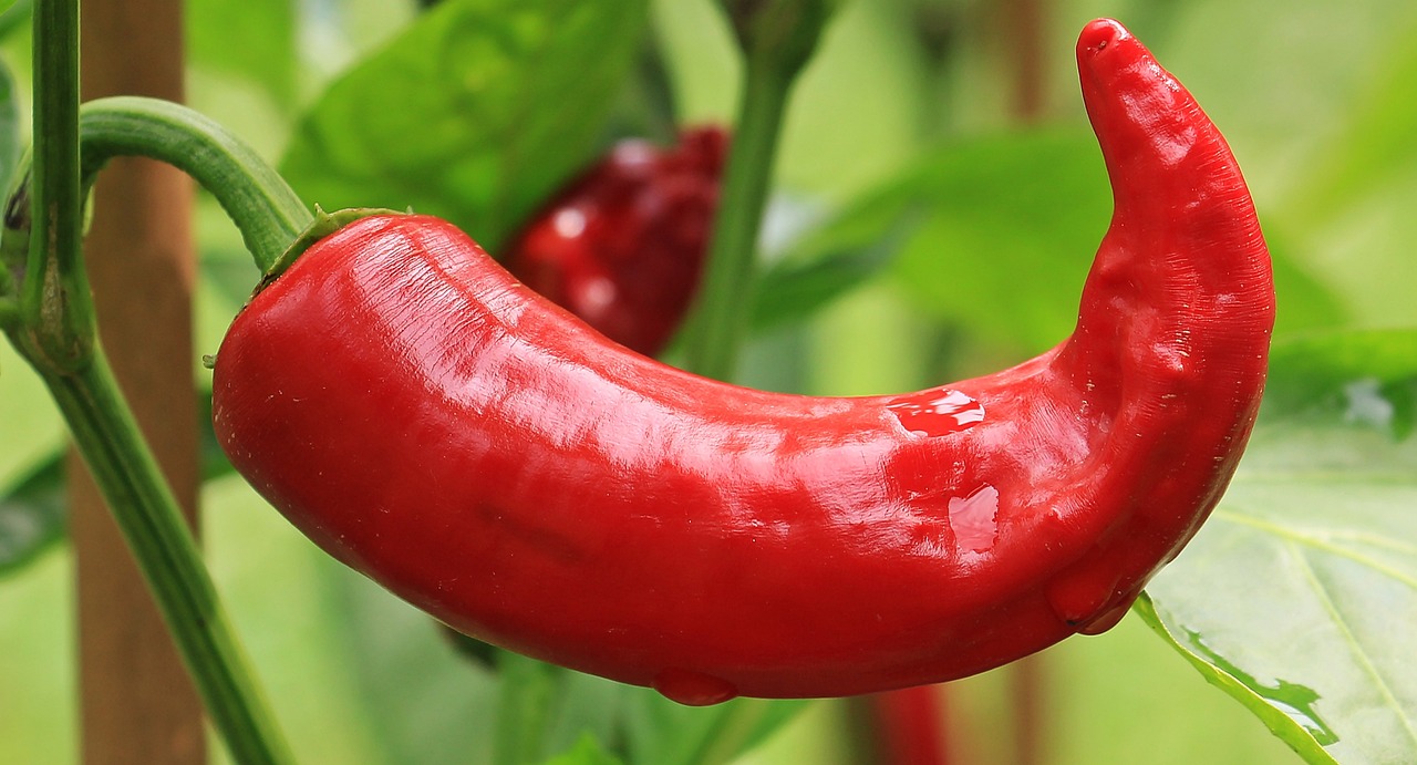 hot-peppers-1539472_1280