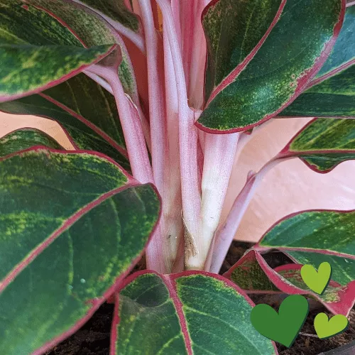 emerald pothos vs global green Pothos 'Global Green'