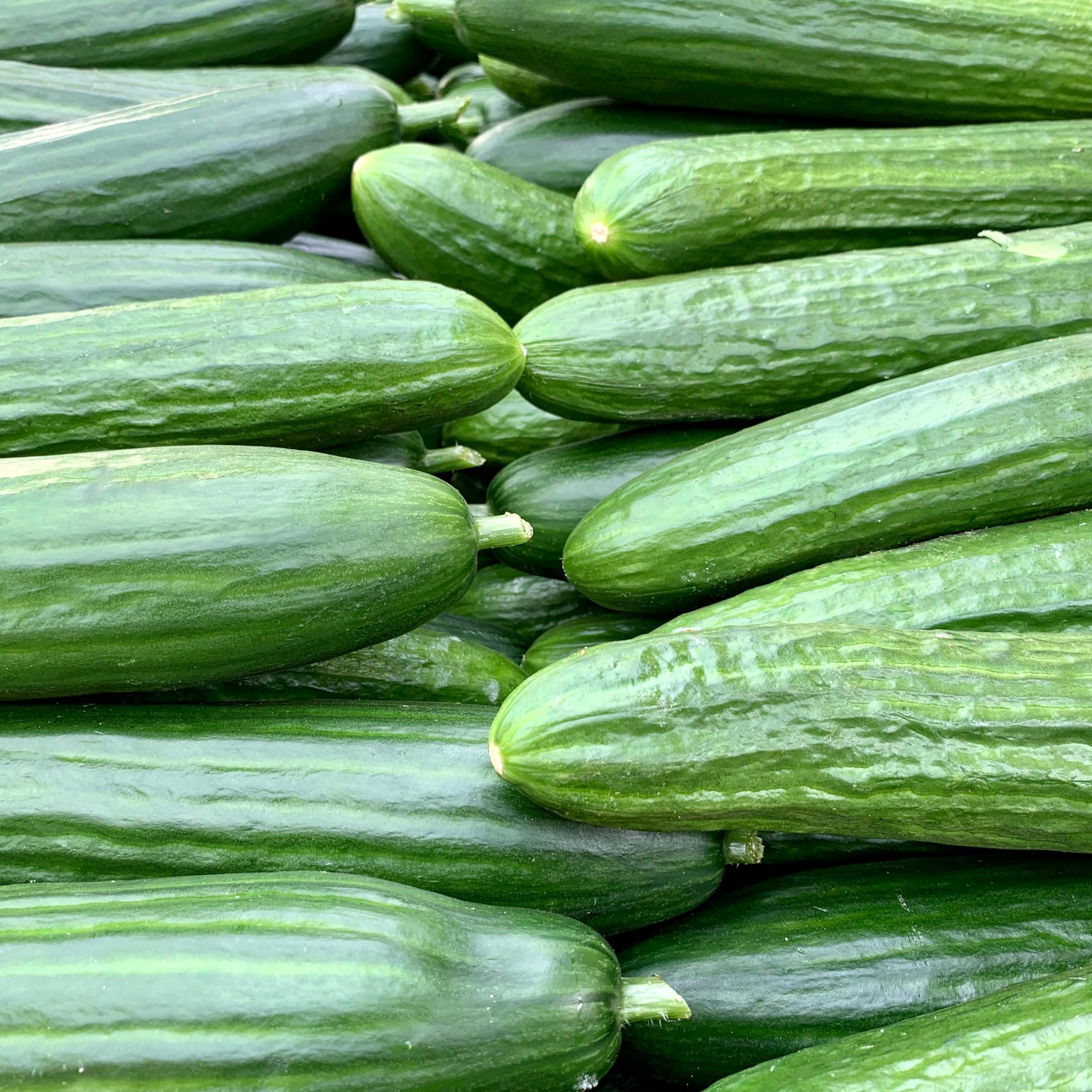 growing cucumbers