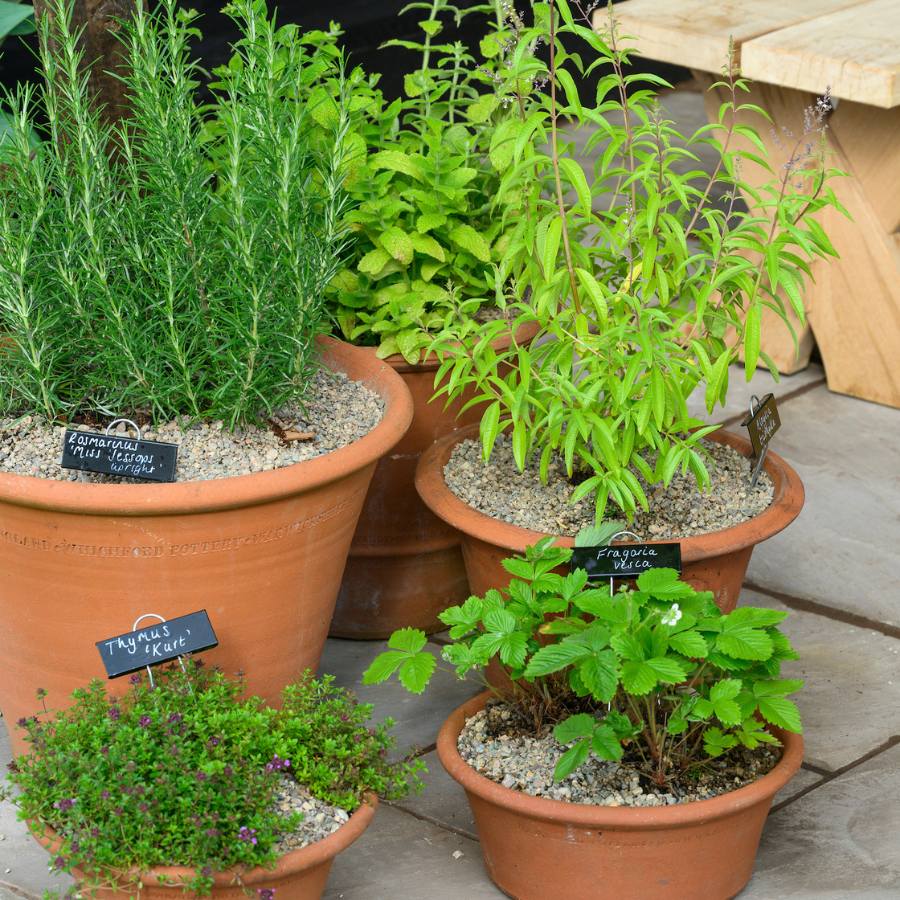 Grow Your Own Gardeners - BBC Gardeners' World Live