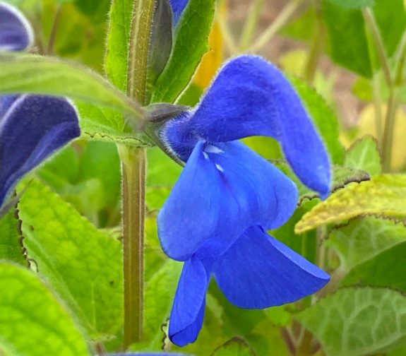 Salvia patens ‘Patio Deep Blue’ (Patio Series)