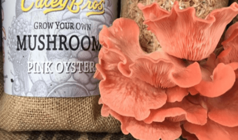 Oyster Mushroom Workshops