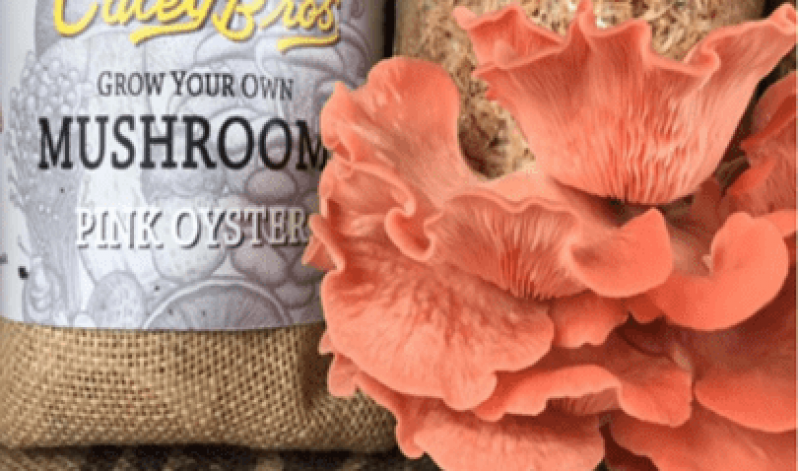 Grow your own mushrooms!