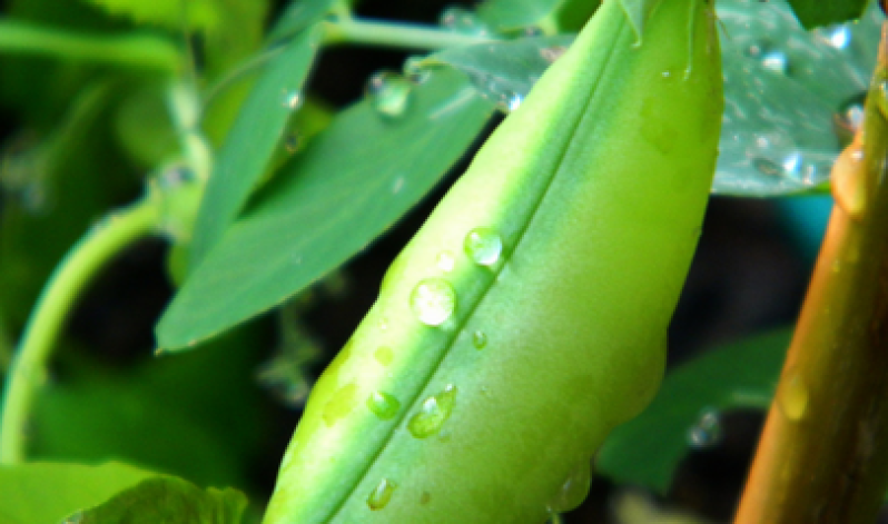 Grow your own peas for a tasty lasagne