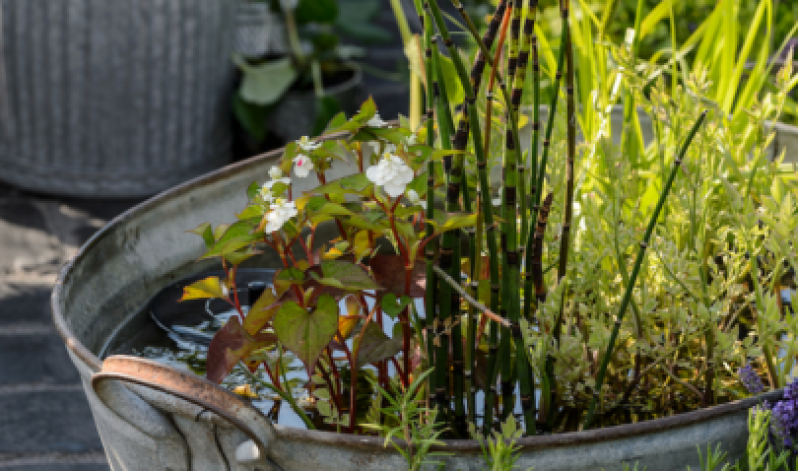 Ideas for water in your garden