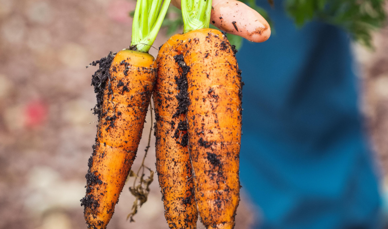 International Carrot Day: How to grow carrots